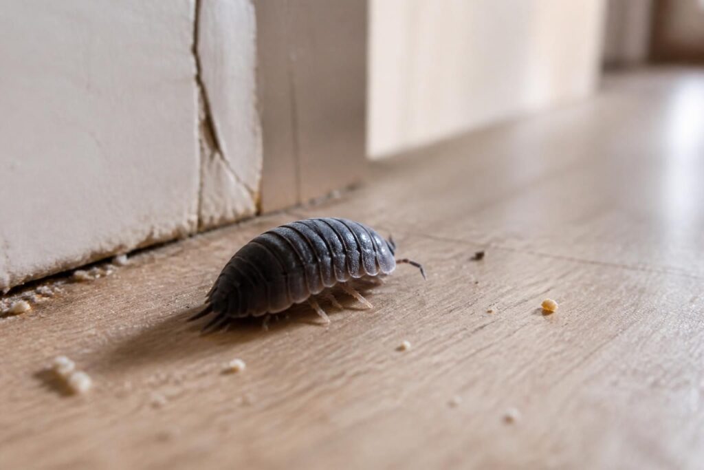 Cloporte dans la maison : menace pour votre intérieur ou simple passager discret ? découvrez si le cloporte dans votre maison représente une menace pour votre intérieur ou s'il s'agit simplement d'un passager discret, avec des conseils pour mieux le comprendre et gérer sa présence.
